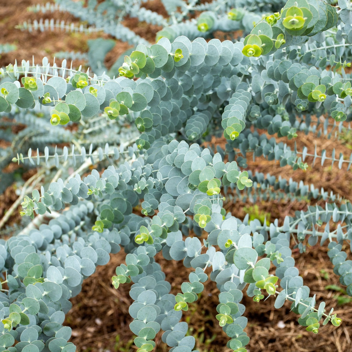Eukalyptus Baby Blue - Blahovičník - Eukalyptus pulverulenta - semena eukalyptu - 8 ks