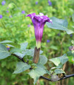 Durman metelov Double Purple - Datura metel - semena durmana - 5 kosov