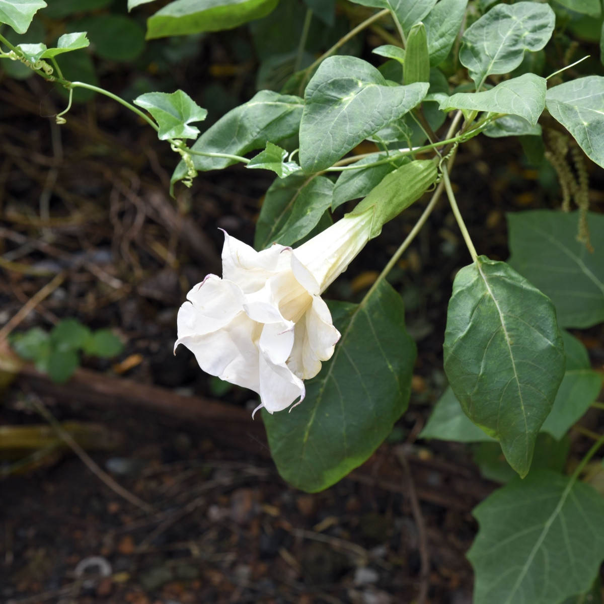 Durman metelový bílý - Datura metel alba - semena durmanu - 5 ks