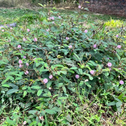 Citlivka stydljivá - Mimosa pudica - semena citlivke - 10 kosov