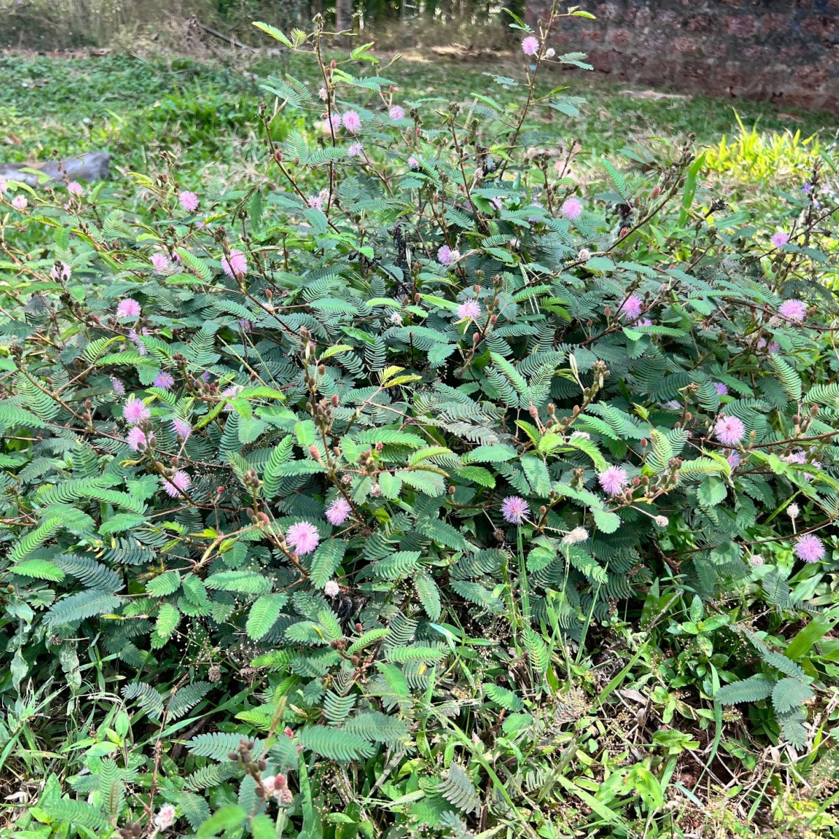 Citlivka stydljivá - Mimosa pudica - semena citlivke - 10 kosov