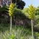 Puja - Puya chilensis - semena puje - 20 kosov