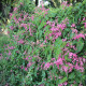 Antigonon mehiški - Antigonon leptopus - semena antigonona - 15 kos