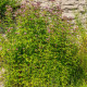 Dobromysl obecná - Origanum vulgare - semena dobromyslu - 1200 ks