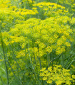 Komarček navadni - Foeniculum vulgare - semena komarčka - 100 kos