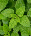 Medena trava - Melissa officinalis - semena medene trave - 300 kos
