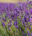 Sivka prava - Lavandula angustifolia - semena sivke - 130 kos