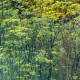 Anýz - Pimpinella anisum - semena anýzu - 250 ks