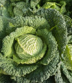 Zelje glavnato Verita F1 - Brassica oleracea var. sabauda - semena zelja - 110 kosov