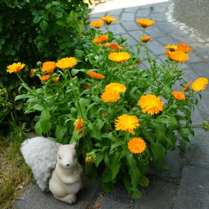 Měsíček lékařský - Calendula officinalis - semena měsíčku - 65 ks