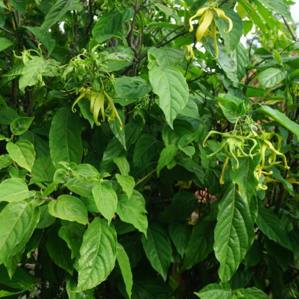 Kananga dišeča - Cananga odorata - semena kanange - 8 kosi