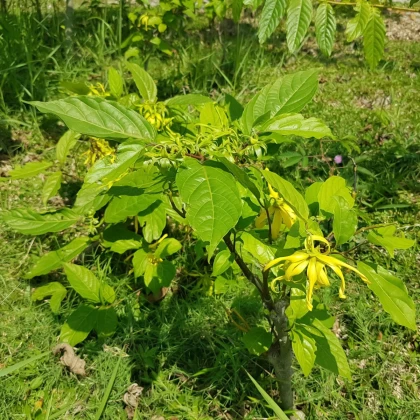Kananga dišeča - Cananga odorata - semena kanange - 8 kosi