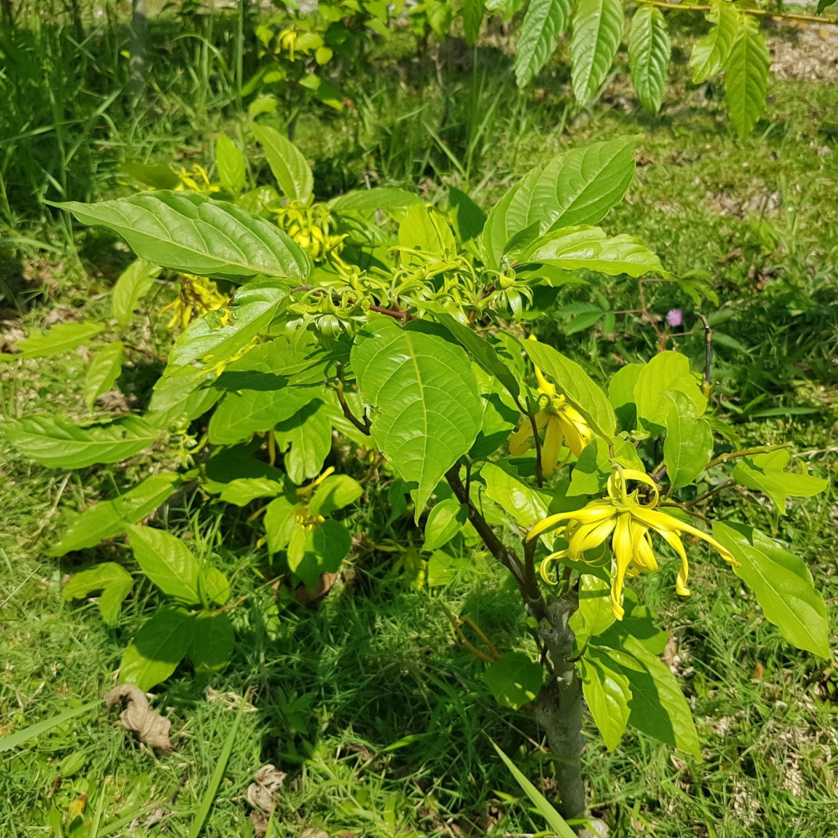 Kananga dišeča - Cananga odorata - semena kanange - 8 kosi