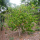 Karambola - Čínská hvězdice - Averrhoa carambola - semena karamboly - 5 ks