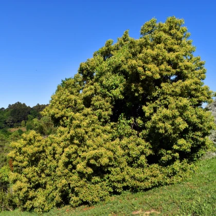 Kafrovník lékařský - Cinnamomum camphora - semena kafrovníku - 6 ks