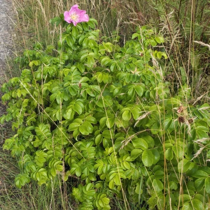 Rugosa vrtnica - Rosa rugosa - semena vrtnice - 5 kosov