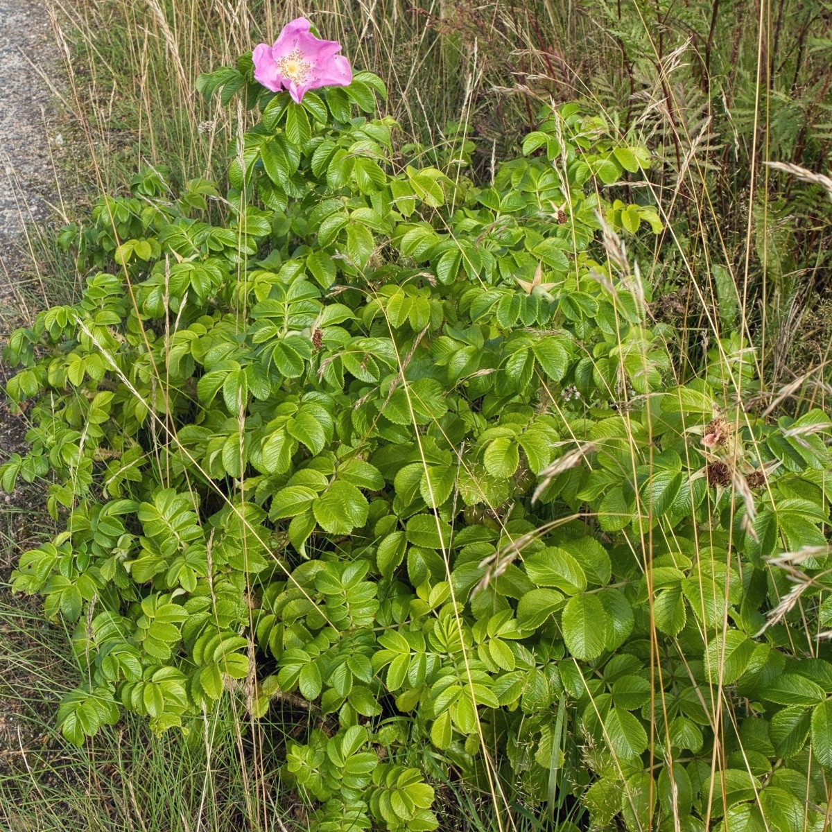 Rugosa vrtnica - Rosa rugosa - semena vrtnice - 5 kosov