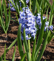 Hijacinta Sky Jacket - Hyacinthus - čebulica hijacinte - 1 kos