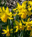 Narcis February Gold - Narcissus - čebulice narcisa - 3 kosi