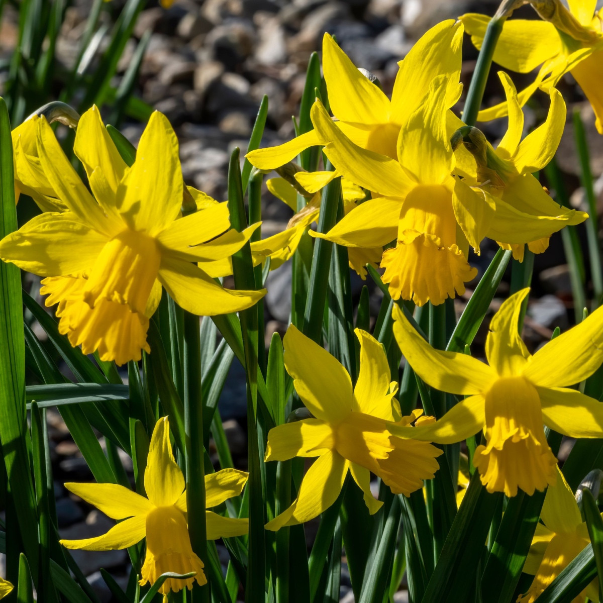 Narcis February Gold - Narcissus - cibule narcisu - 3 ks
