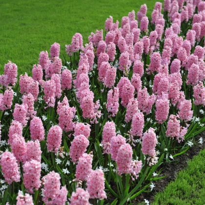 Hijacinta Fondant - Hyacinthus fondante - čebulica hijacinte - 1 kos