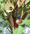 Jedilni hibiskus - Okra burgunda - semena hibiskusa - 8 kosov