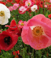Mešanica makov - Papaver rhoeas - semena maka - 200 kos
