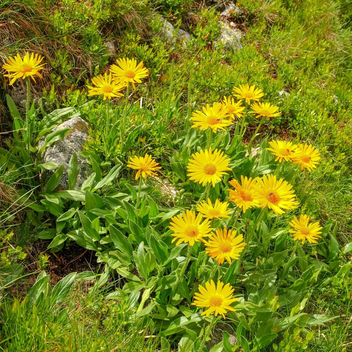 Arnika horská - Arnica montana - semena arniky - 13 ks