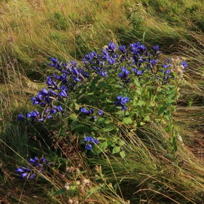 Hojačica - Gentiana asclepiadea - gojenje