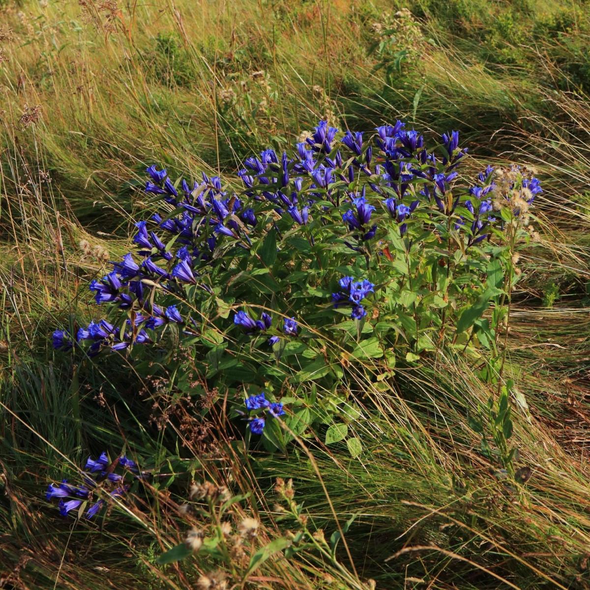 Hojačica - Gentiana asclepiadea - gojenje