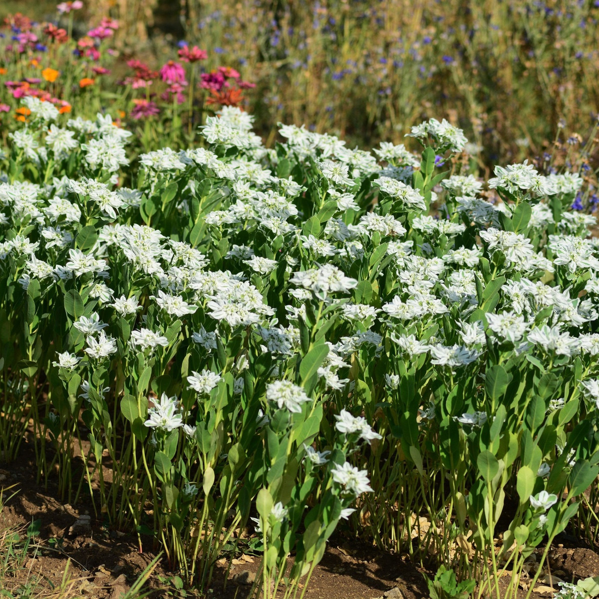 Pryšec vroubený - Euphorbia marginata - semena pryšce - 20 ks