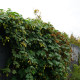 Hmel navadni - Humulus lupulus - semena hmelja - 20 kosov