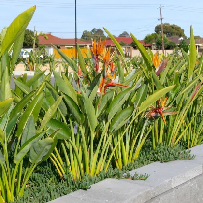 Strelície královská - Strelitzia reginae - semena strelície - 2 ks
