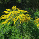 Zlata rozga - Solidago virgaurea - semena zlata rozge - 20 kosov