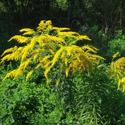 Zlata rozga - Solidago virgaurea - semena zlata rozge - 20 kosov