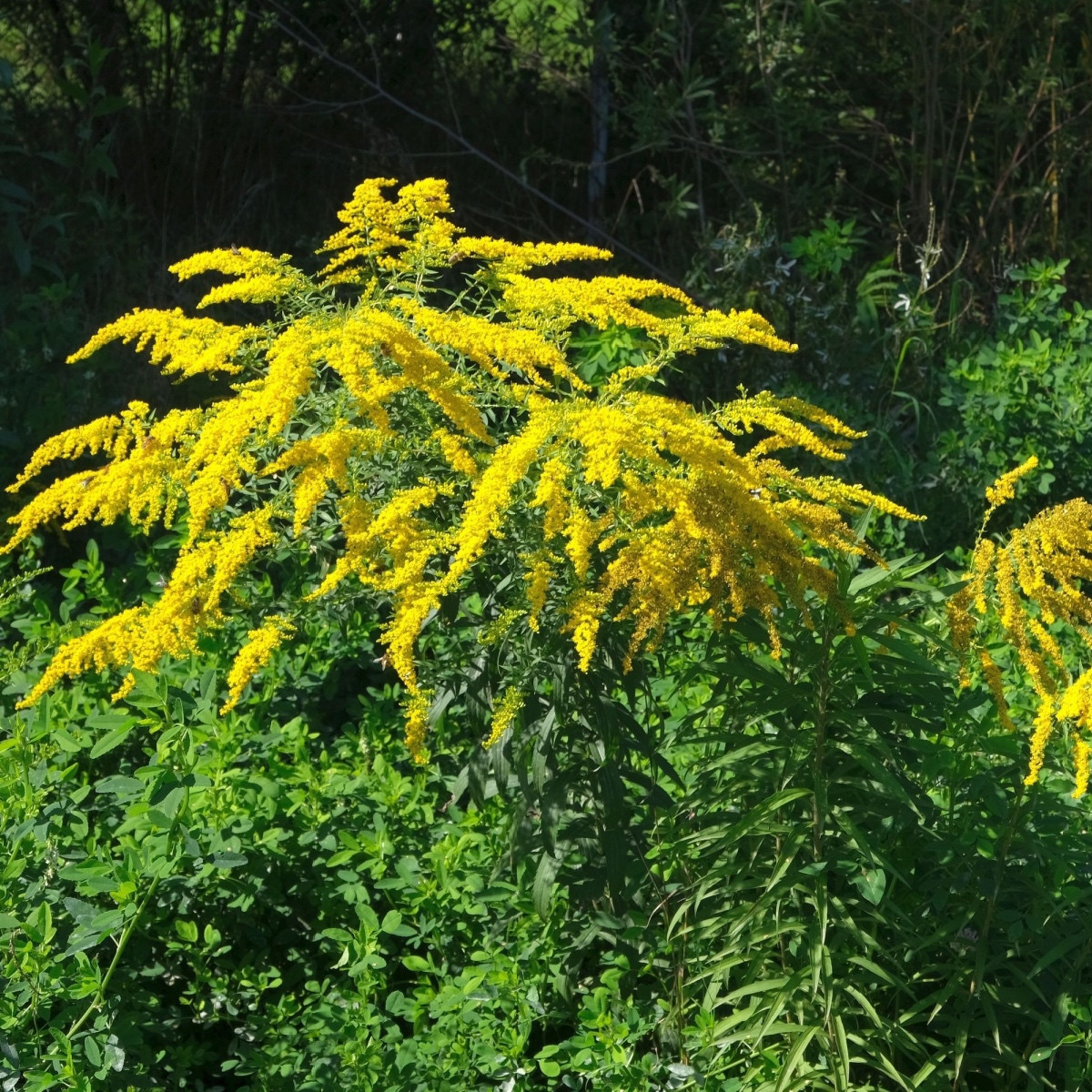Zlata rozga - Solidago virgaurea - semena zlata rozge - 20 kosov