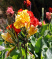 Dosna Kleopatra - Canna - gomolji dosne - 1 kos