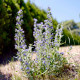 Hadinec jitrocelovitý - Echium plantagineum - semena hadince - 100 ks
