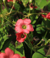 Rdeči kislica - Deteljica - Oxalis deppei - gomolji kislice - 3 kosi