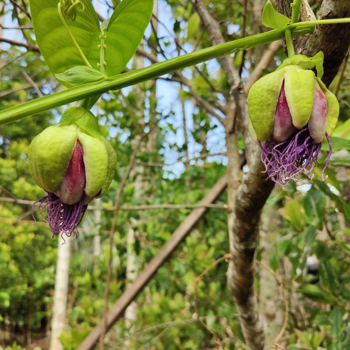 Mučenka čtyřhraná - Passiflora quadrangularis - semena mučenky - 4 ks