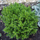 Francoski poletni timijan - Thymus vulgaris - semena timijana - 100 kos