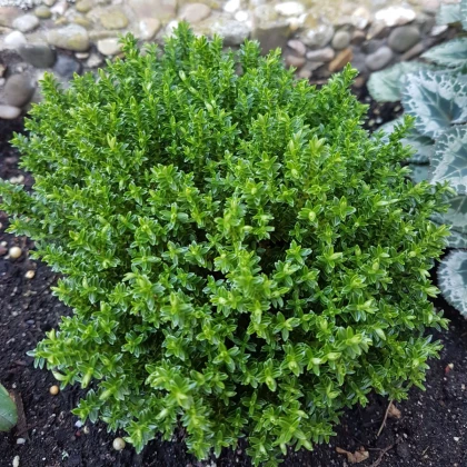 Francoski poletni timijan - Thymus vulgaris - semena timijana - 100 kos