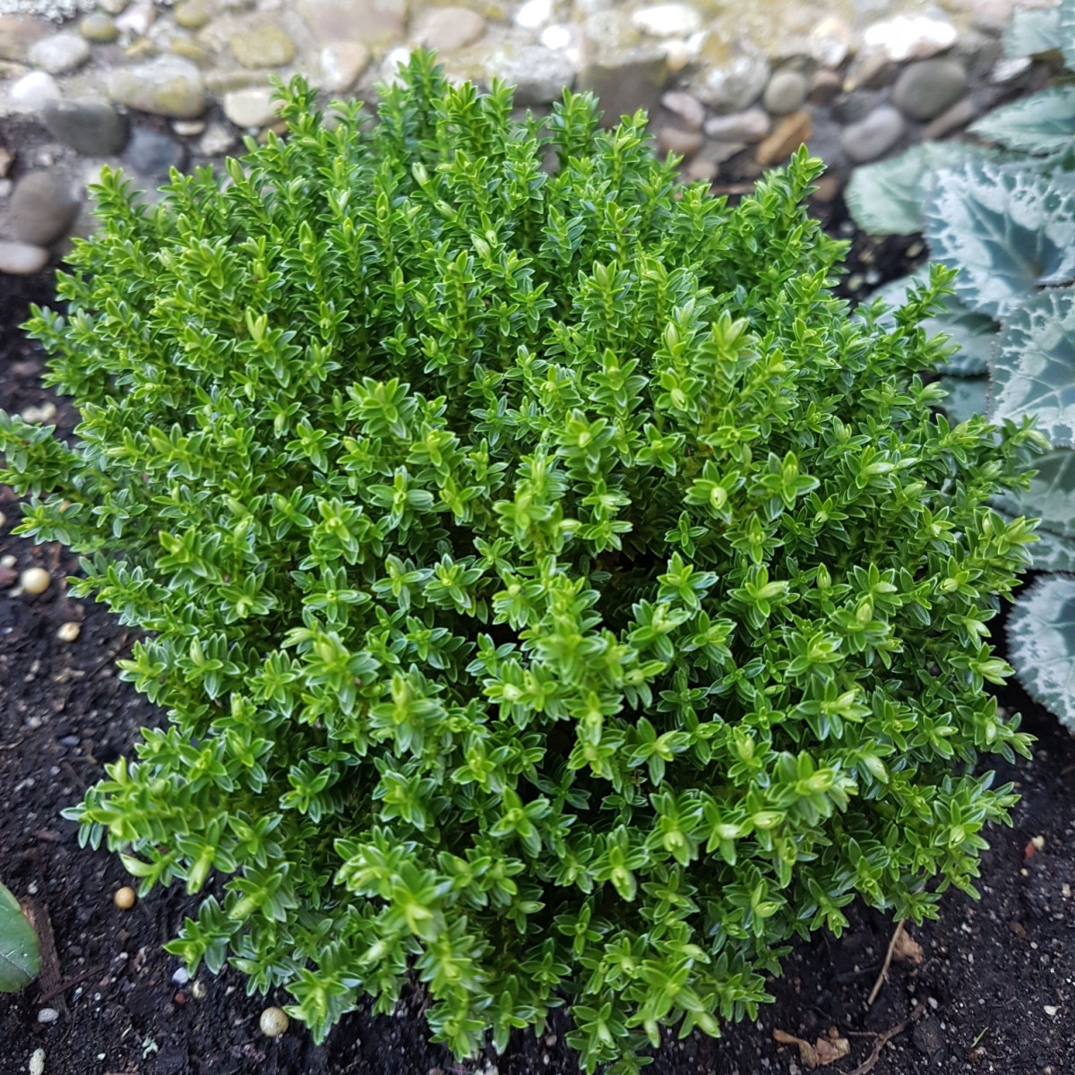 Francoski poletni timijan - Thymus vulgaris - semena timijana - 100 kos
