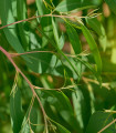 Eukaliptus jajčasti – Blahovičnik – Eucalyptus ovata – semena eukaliptusa – 10 kosov