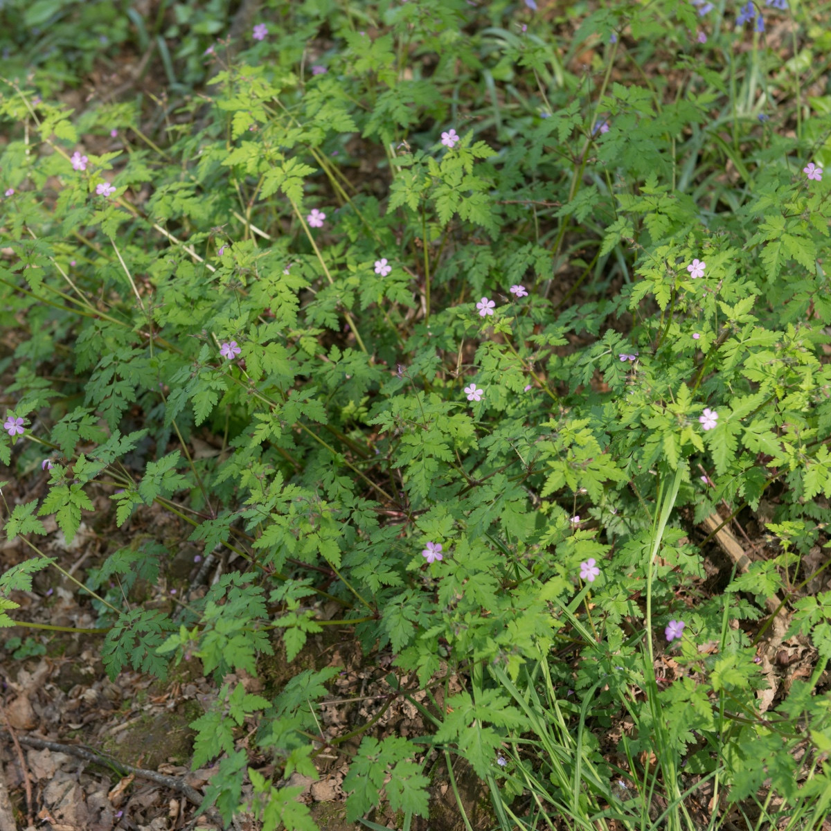 Kakost smrdutý - Geranium robertianum - semena kakostu - 10 ks