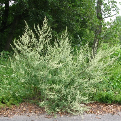 Pelin – Artemisia vulgaris – semena pelina – 130 kosov