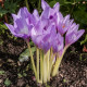 Goličasti kolhik - Colchicum giant - gomolji kolhika - 1 kos