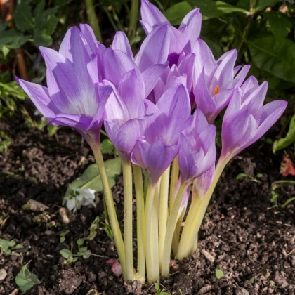 Goličasti kolhik - Colchicum giant - gomolji kolhika - 1 kos