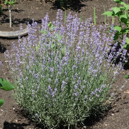 Levandule lékařská růžová SPECIÁL - Lavandula angustifolia - semena levandule - 15 ks