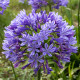 Kalokvět modrý - Agapanthus praecox - semena kalokvětu - 8 ks